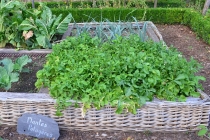 Installer un carré potager pour un mini-jardin en ville